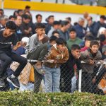 23 1 150x150 - گزارش تصویری روز سوم هفته سوم مسابقات اسبدوانی پاییز ۱۴۰۴ گنبدکاووس